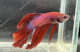 beautiful imported red betta in cheapest rates