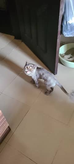 8 months Persian female Cat for Sale