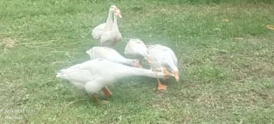 Long neck ducks pair and ducklings