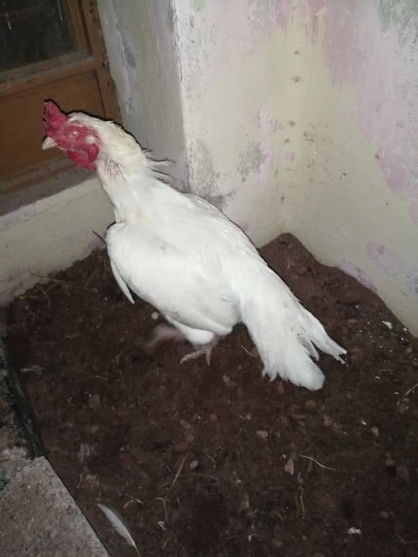 white heera murga for sale 0