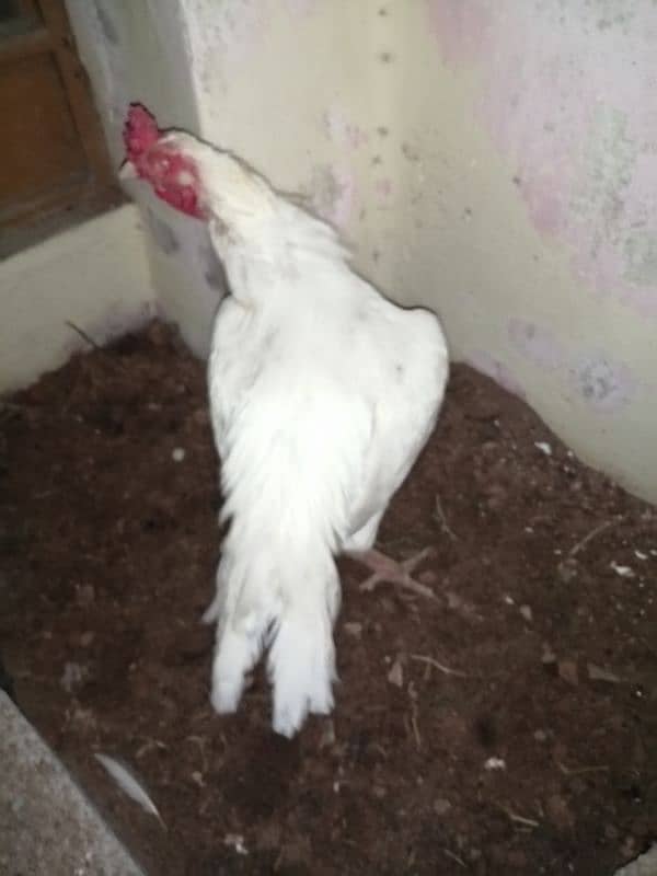 white heera murga for sale 1