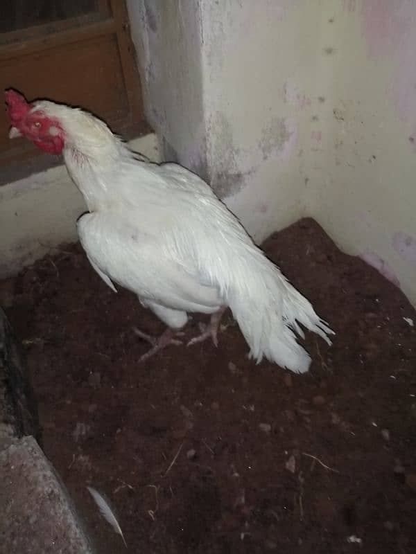 white heera murga for sale 3