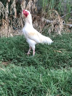 White Paper Heera / Aseel Pair / Pure Aseel Hen / High Quality Hens