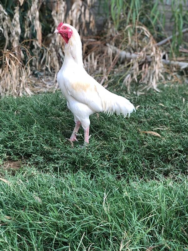 White Paper Heera / Aseel Pair / Pure Aseel Hen / High Quality Hens 2