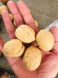 Jumbo Chinese walnut (akhrot) for sale