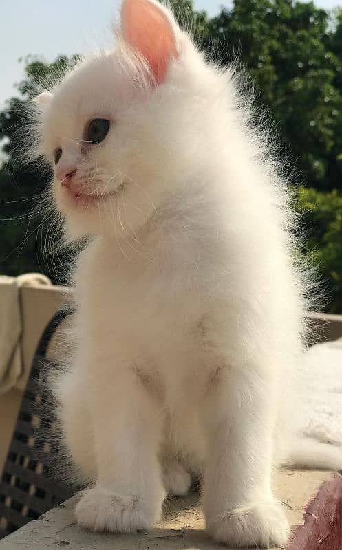 PERSIAN MALE KITTEN 1