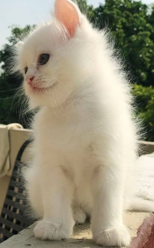 PERSIAN MALE KITTEN 3