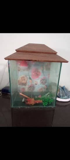 Fish Aquarium 0