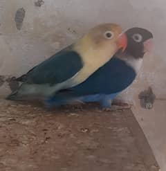 Quality Love birds n Cocktail Breeder Pair