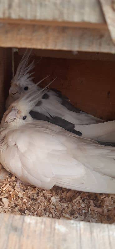 Quality Love birds n Cocktail Breeder Pair 1