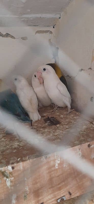 Quality Love birds n Cocktail Breeder Pair 5