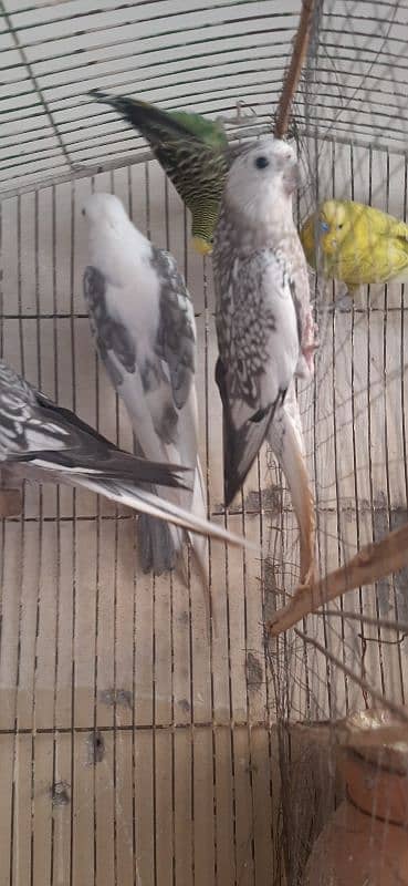 Quality Love birds n Cocktail Breeder Pair 6