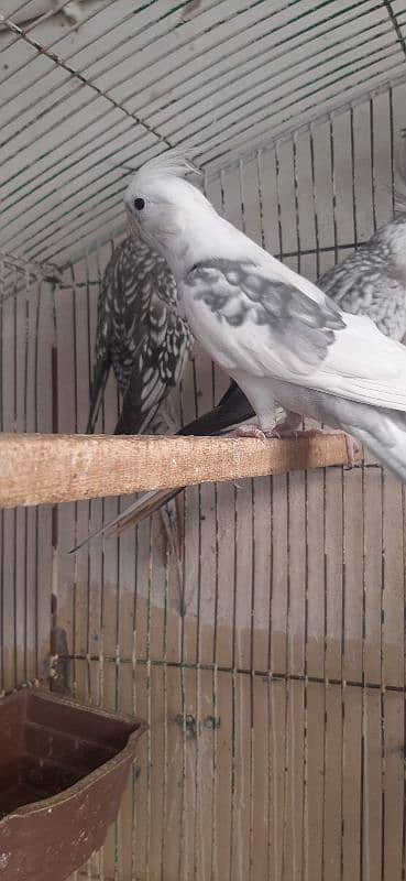 Quality Love birds n Cocktail Breeder Pair 9