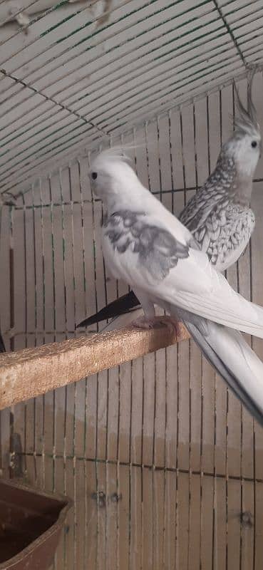 Quality Love birds n Cocktail Breeder Pair 10