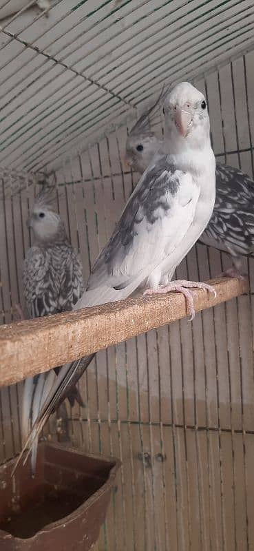 Quality Love birds n Cocktail Breeder Pair 11