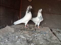 Sialkoti pigeon Breeder Pair