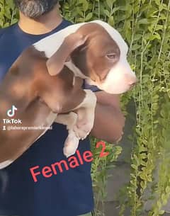 Fully Vaccinated Pitbull Female Puppies