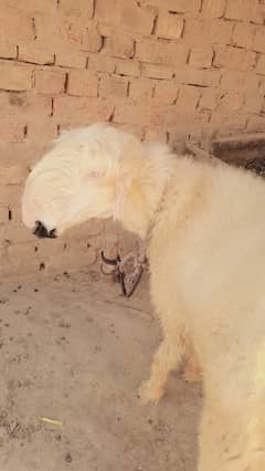 Pure Mundari Female Sheep