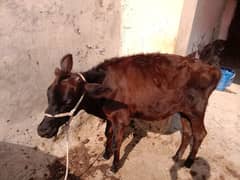 6 month ki bichari for sale