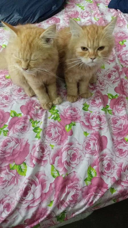 Persian cat pair 3.4month old 2