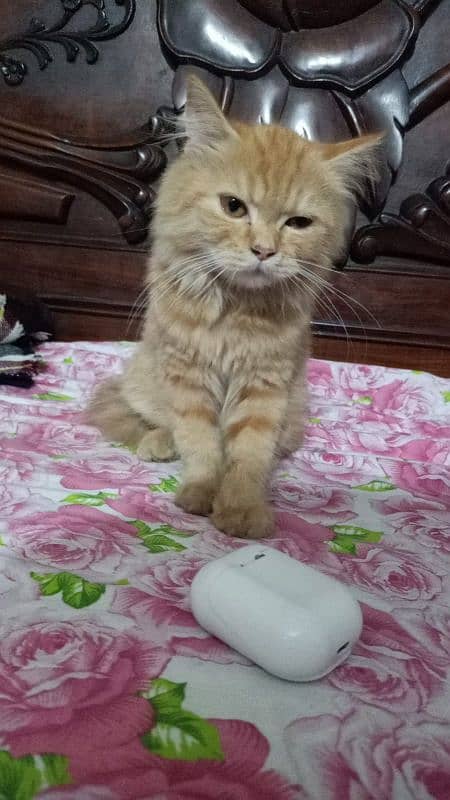 Persian cat pair 3.4month old 3