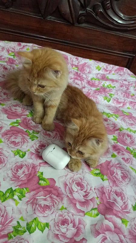 Persian cat pair 3.4month old 4