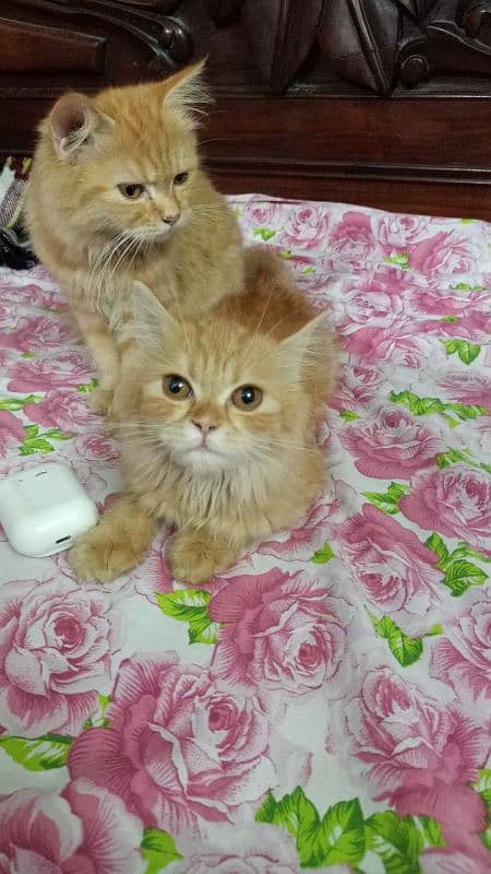 Persian cat pair 3.4month old 5