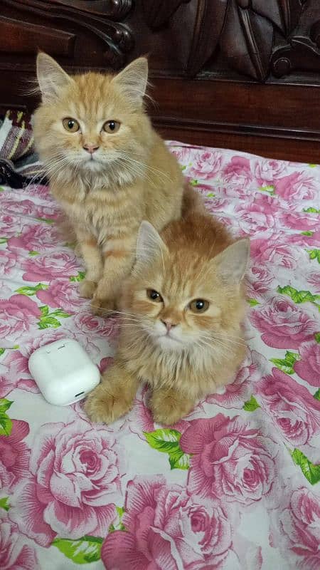 Persian cat pair 3.4month old 9