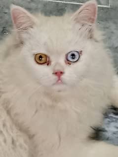 Persian Cat 0