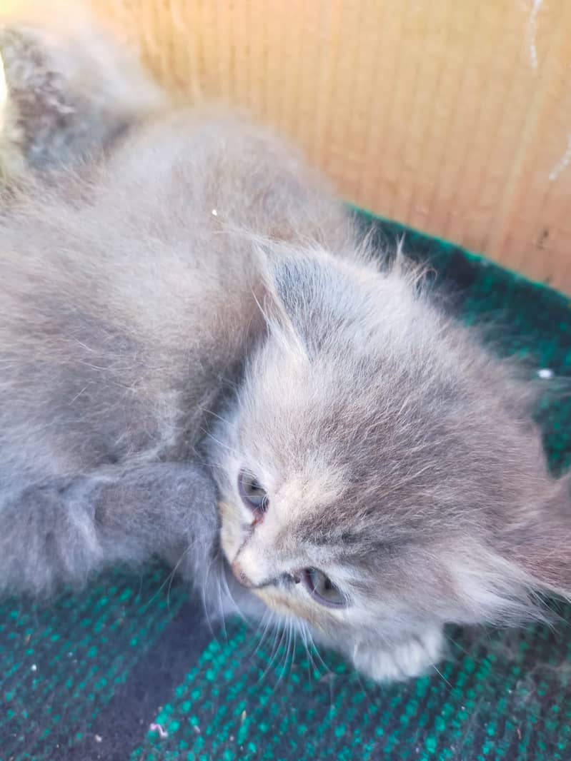 Persian Kittens /triple coat / Mother & 4 kittens Avalible only 20000 2