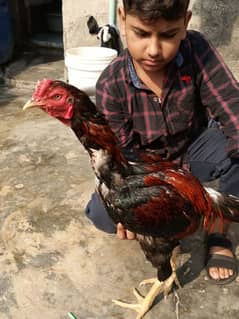 sindhi Aseel/ hens/ aseel hens foe sale