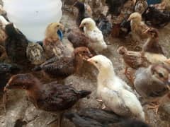 #Chicks (Golden Misri) #Desi #Chicks #Hens