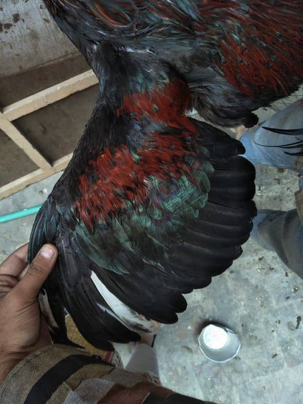 kamalia breed patha for sale 2