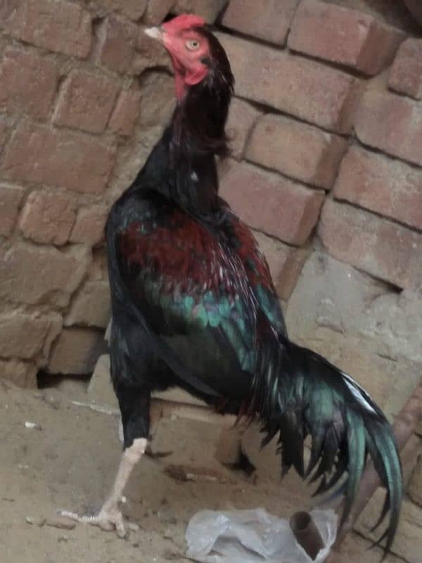 kamalia breed patha for sale 5