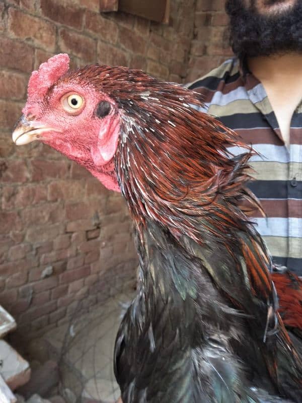 kamalia breed patha for sale 6