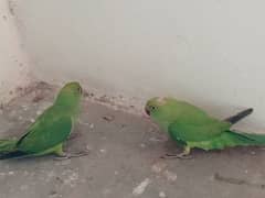 green parrot with cage