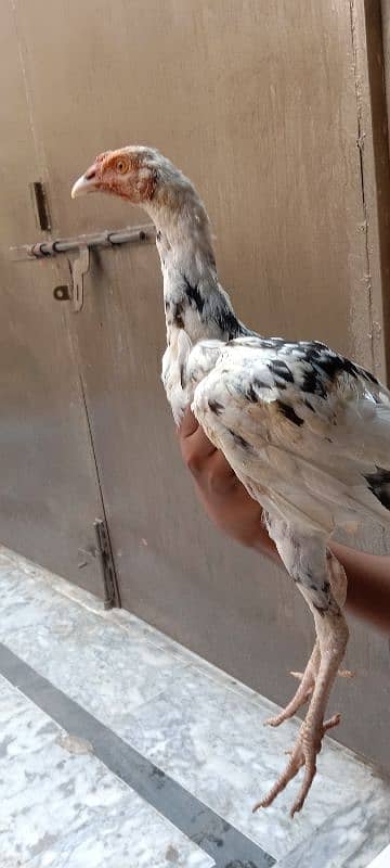 aseel chick for sale 2