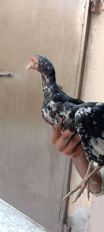 aseel chick for sale 3