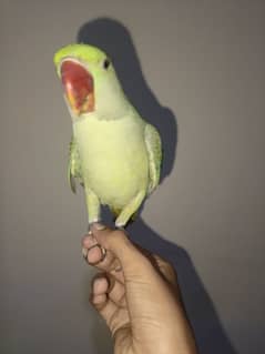 Talking parrot for sale