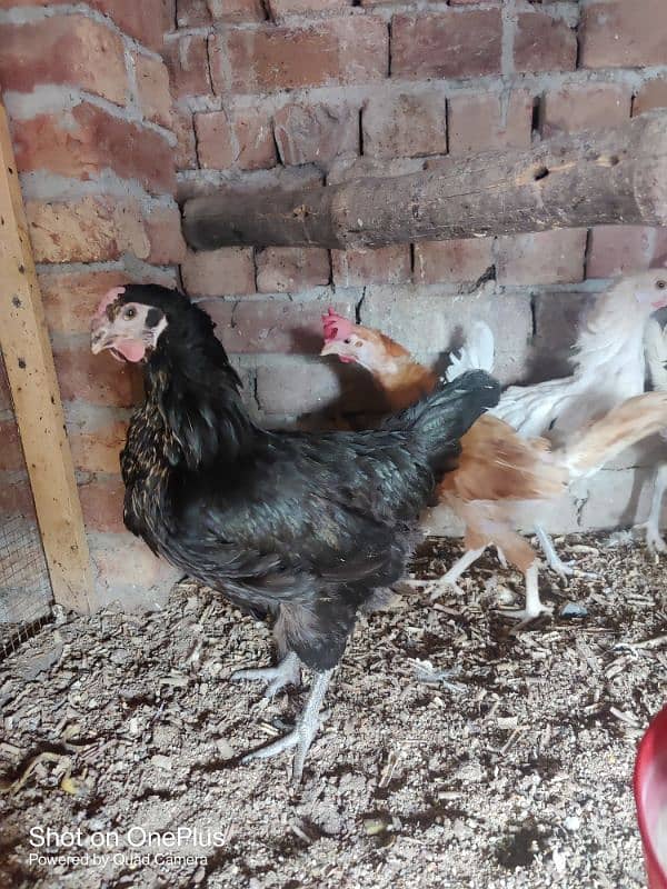 light Colombian brahma male 1