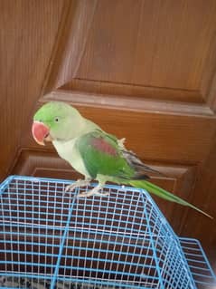 raw parrot for sell