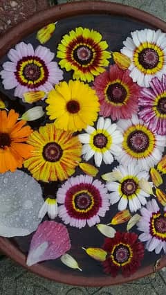 Teri Color Daisies Seeds 0