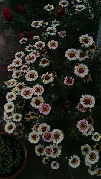 Teri Color Daisies Seeds 1