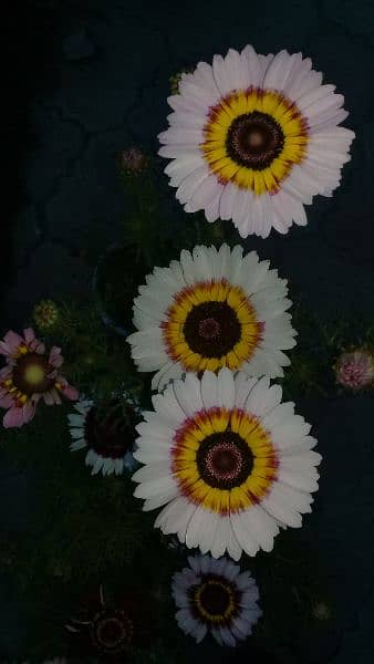 Teri Color Daisies Seeds 2