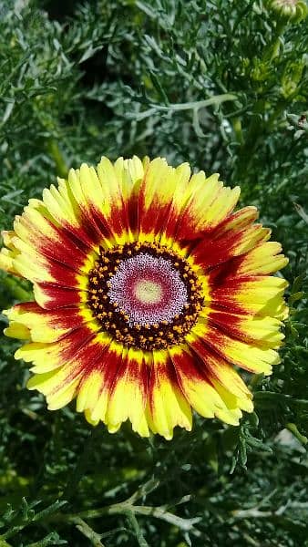 Teri Color Daisies Seeds 3