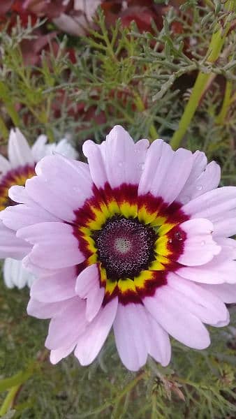 Teri Color Daisies Seeds 4