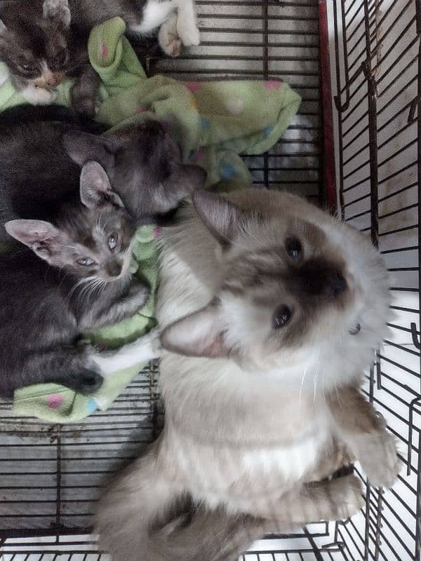 Female cat with 3 baby 4