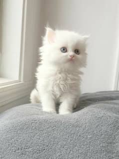 full White Persian baby cat price 8500