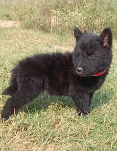 German shepherd puppies for sale / puppy / GSD pup / german shepherd