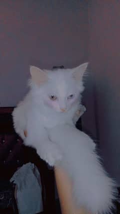 Persian white/ double Coat kttens&cat